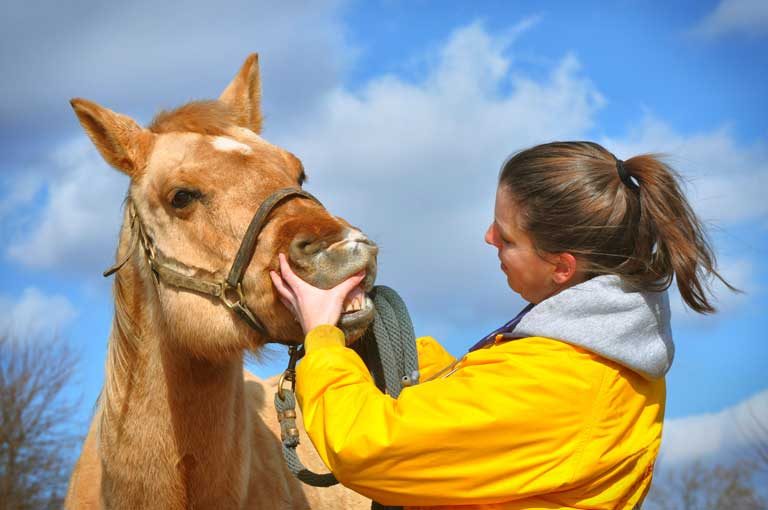 METS staff member inspecting a horse's teeth
