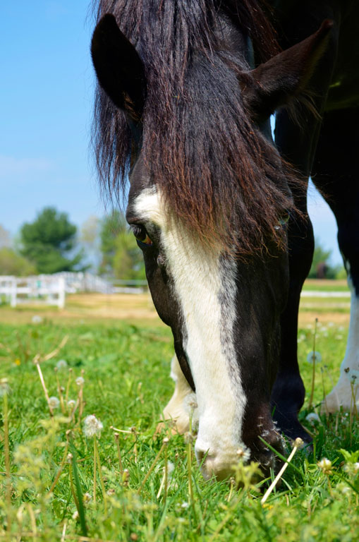 Closeup of a horse grazing