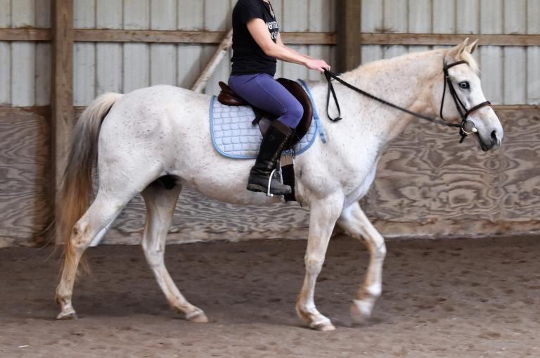 Billy under saddle walk right