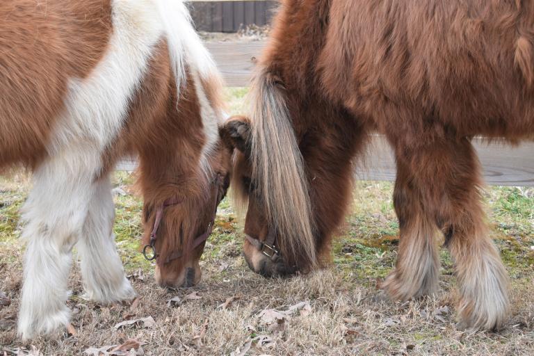 Maggie_Angelique grazing